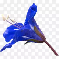 花花-空若网 花花-空若网