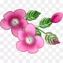 粉红色mrtv粉红色开花植物-柔毛-空若网 粉红色mrtv粉红色开花植物-柔毛-空若网