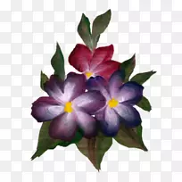 开花植物草本植物-柔毛-空若网 开花植物草本植物-柔毛-空若网