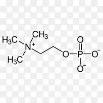 分子胆碱甜菜碱三甲基甘氨酸氨基酸-空若网 分子胆碱甜菜碱三甲基甘氨酸氨基酸-空若网