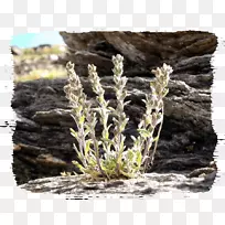 酒先生马赛尔草传统方法配方-葡萄酒-空若网 酒先生马赛尔草传统方法配方-葡萄酒-空若网