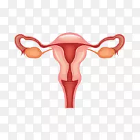 女性生殖系统-女性-空若网 女性生殖系统-女性-空若网