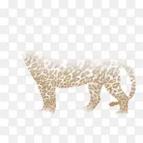 豹大猫陆生动物野生动物豹-空若网 豹大猫陆生动物野生动物豹-空若网