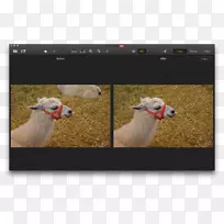 狗繁殖绵羊鼻子牲畜-物体\夏天-空若网 狗繁殖绵羊鼻子牲畜-物体\夏天-空若网