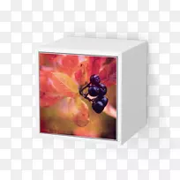 昆虫壁橱抽屉膜-秋季价格-空若网 昆虫壁橱抽屉膜-秋季价格-空若网