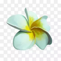 开花植物-植物-空若网 开花植物-植物-空若网