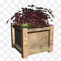 长方形植物-空若网 长方形植物-空若网