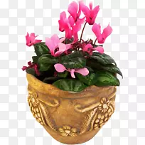 花盆仙客来花卉设计-空若网 花盆仙客来花卉设计-空若网