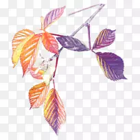 花瓣叶开花植物-叶-空若网 花瓣叶开花植物-叶-空若网