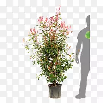 ��������ֲ���ľ����ֲ��-��-������