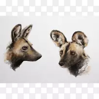 犬种动物鼻子毛皮野狗-空若网 犬种动物鼻子毛皮野狗-空若网