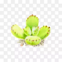 水彩画多汁植物插图-熊男孩-空若网 水彩画多汁植物插图-熊男孩-空若网