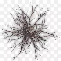 С֦��֦-������