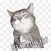 猫有趣的动物幽默食物-猫-空若网 猫有趣的动物幽默食物-猫-空若网