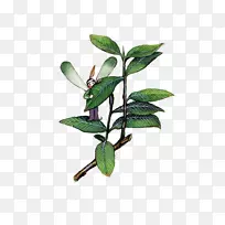 水彩画绿色卡通植物水彩画蜻蜓向导-空若网 水彩画绿色卡通植物水彩画蜻蜓向导-空若网