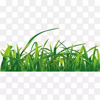 青草-剪贴画-绿草-空若网 青草-剪贴画-绿草-空若网