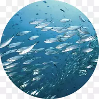 鱼壁海壁纸-肝鸟-空若网 鱼壁海壁纸-肝鸟-空若网