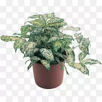 ���ڻ�����-������