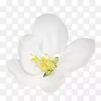 ���꿪��ֲ��-һ����-������