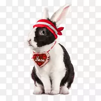 家兔复活节兔须鼻子-兔子-空若网 家兔复活节兔须鼻子-兔子-空若网