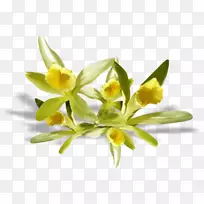 花卉中心博客LiveInternet剪贴画-花-空若网 花卉中心博客LiveInternet剪贴画-花-空若网