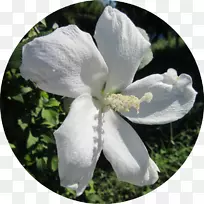 开花植物野花-木槿-空若网 开花植物野花-木槿-空若网