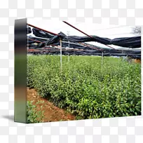 作物草人工林灌木林-茶园-空若网 作物草人工林灌木林-茶园-空若网