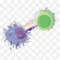 欧洲肝脏基础研究协会翻译研究-科学-空若网 欧洲肝脏基础研究协会翻译研究-科学-空若网