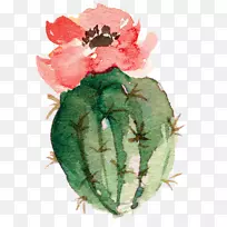 仙人掌科水彩画纸-开花盆景仙人掌-空若网 仙人掌科水彩画纸-开花盆景仙人掌-空若网