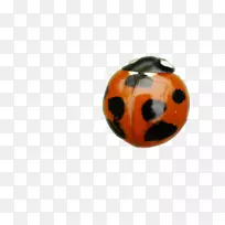 ư��-������