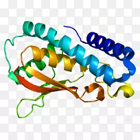 人体珠宝线有机体剪贴画线-空若网 人体珠宝线有机体剪贴画线-空若网