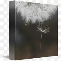 ��ë�ײ���-������