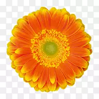 川菊切花菊花-空若网 川菊切花菊花-空若网