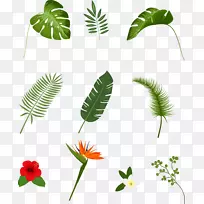 �ȴ�ֲ���ֻ�Ҷ-������