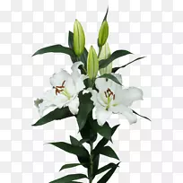 �ٺ��л�ֲ�ﾥ����-��-������