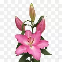 花粉红色m切花花瓣百合花-皇家范赞滕-空若网 花粉红色m切花花瓣百合花-皇家范赞滕-空若网