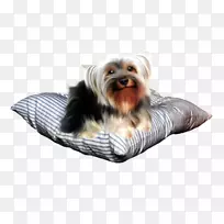 约克郡猎犬澳大利亚丝毛猎犬伴犬-小狗-空若网 约克郡猎犬澳大利亚丝毛猎犬伴犬-小狗-空若网