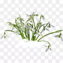 雪滴剪贴画-空若网 雪滴剪贴画-空若网