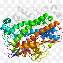 人体首饰有机体线剪贴画线-空若网 人体首饰有机体线剪贴画线-空若网