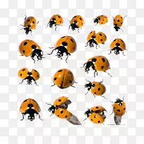 昆虫虎狮鱼宠物瓢虫-空若网 昆虫虎狮鱼宠物瓢虫-空若网