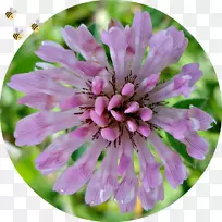 һ�����ݱ�ֲ��Ұ������ֲ��-ֲ��-������