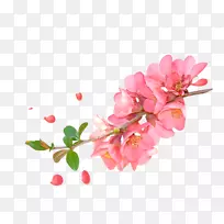 花卉设计水彩画粉红水彩桃枝装饰图案-空若网 花卉设计水彩画粉红水彩桃枝装饰图案-空若网