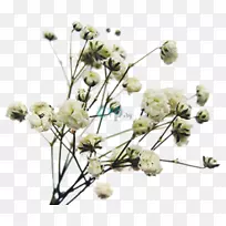 花卉设计切花小枝植物茎设计-空若网 花卉设计切花小枝植物茎设计-空若网
