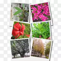 ������ľ��ľ����ֲ��-������