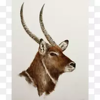 水鹿动物鼻子野生动物杰弗里·霍恩-加冕鹤-空若网 水鹿动物鼻子野生动物杰弗里·霍恩-加冕鹤-空若网