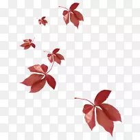 ����Ҷ����ֲ��-Ҷ-������