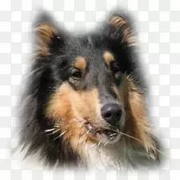 英国牧羊犬设得兰牧羊犬Tervuren苏格兰牧羊犬-空若网 英国牧羊犬设得兰牧羊犬Tervuren苏格兰牧羊犬-空若网