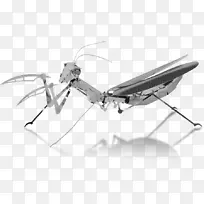 昆虫翅欧洲螳螂-昆虫-空若网 昆虫翅欧洲螳螂-昆虫-空若网