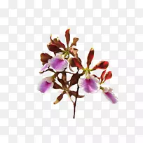 切花花瓣开花植物-空若网 切花花瓣开花植物-空若网