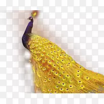 1+1=2金色应用程序Android应用程序包孔雀-精美孔雀-空若网 1+1=2金色应用程序Android应用程序包孔雀-精美孔雀-空若网